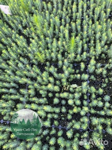 Сеянцы зкс Сосна окс Ель Лиственница Горная