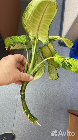 Диффенбахия