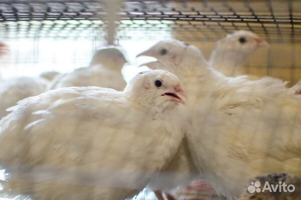 Техасский перепел