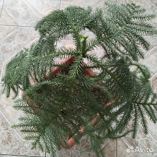 Араукария