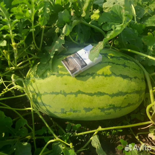 Арбуз оптом