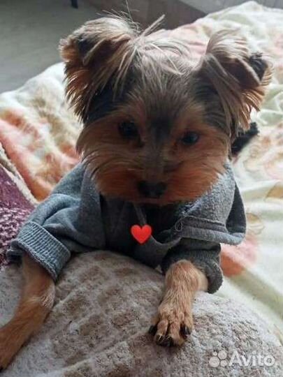 Йоркширский терьер мини вязка