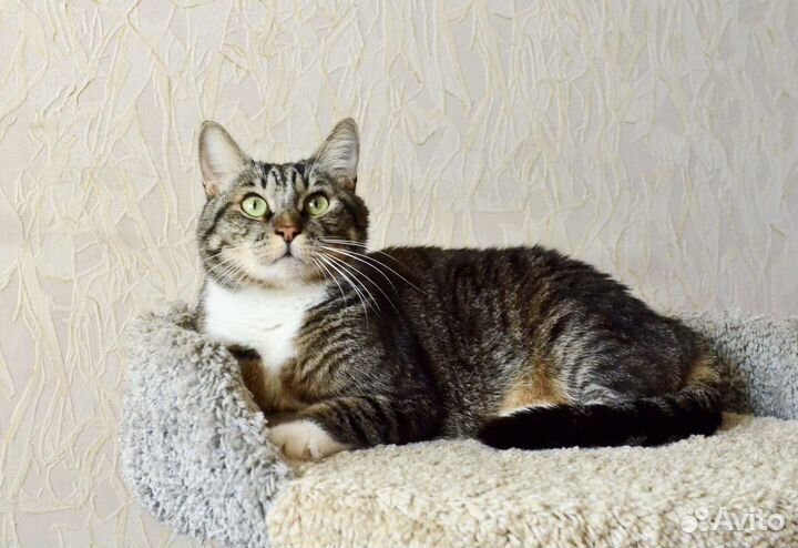 Котик в добрые руки