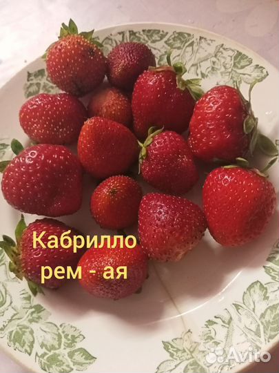 Клубника с зкс, предзаказ