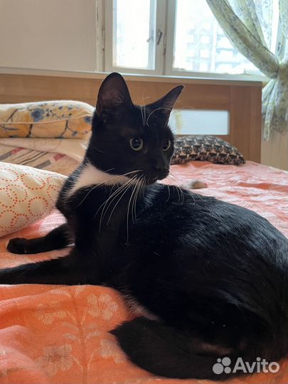 Кошечка в добрые руки