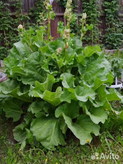 Ревень, щавель