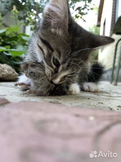 Котята в добрые руки