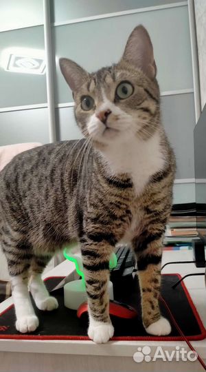 Кошка в дар бесплатно