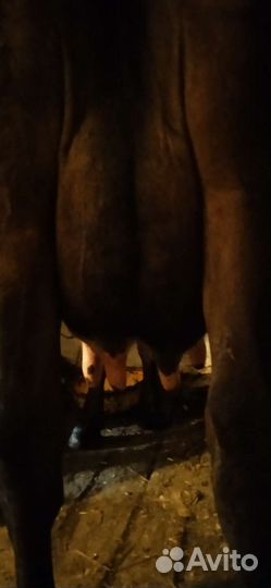 Корова молочная