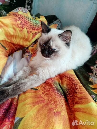 Сиамская кошечка