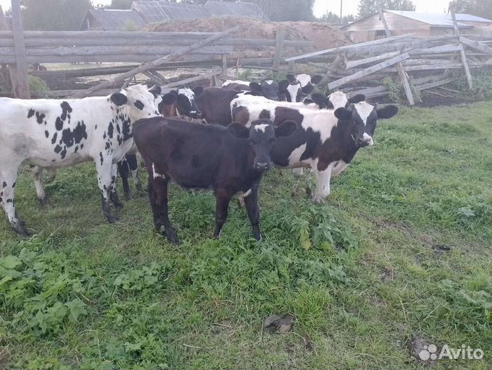 Телята и нетели