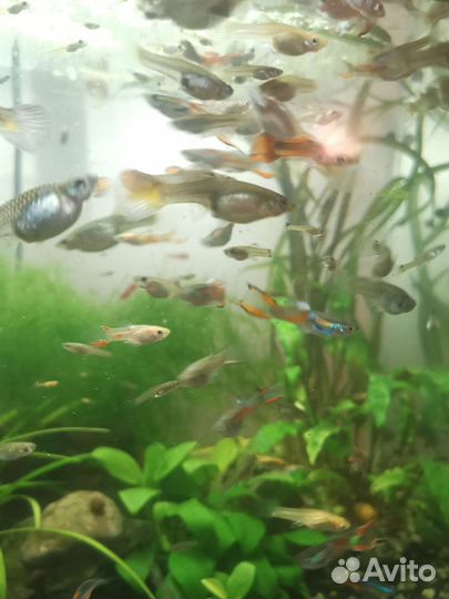 Аквариумные рыбки гуппи Эндлера