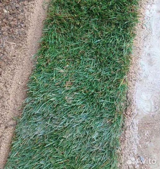 Рулонный газон