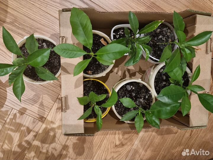 Растение апельсин