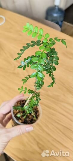 Зантоксилум