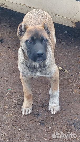 Собаки щенок