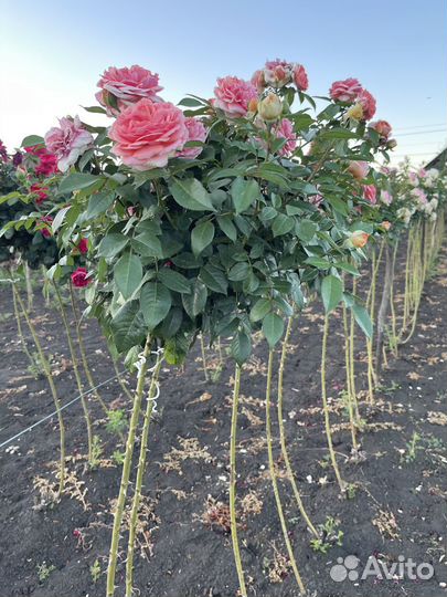 Розы штамбовые, саженцы с открытой корневой