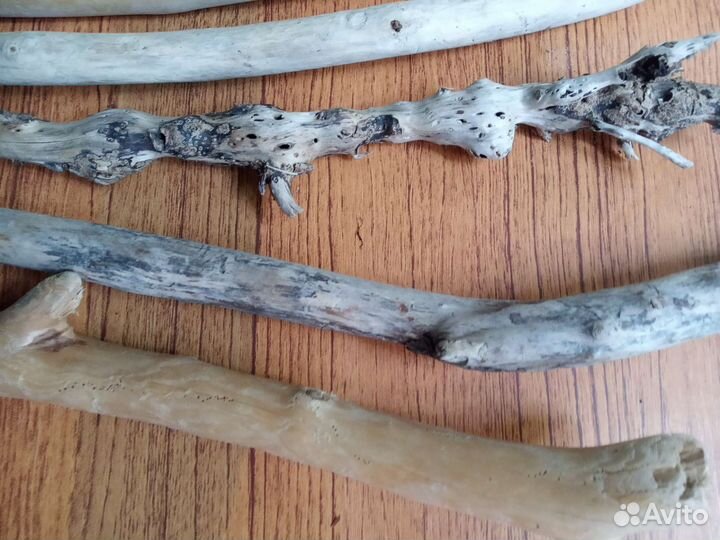 Дрифтвуд, морские палки