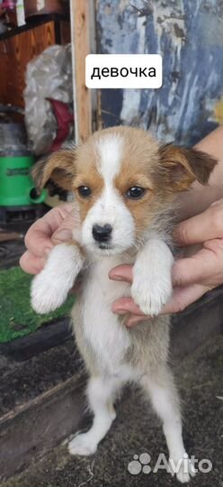 Щенки в добрые руки