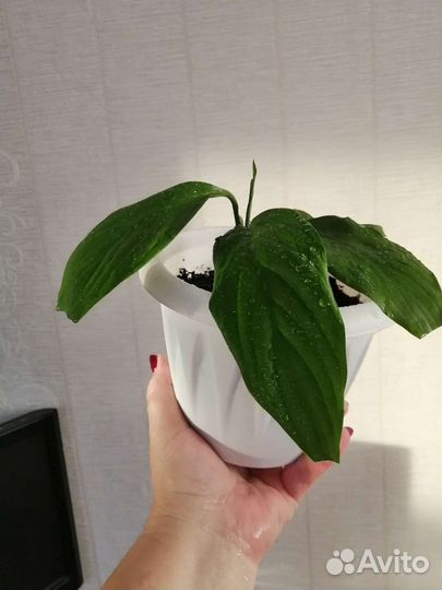 Спатифиллум женское счастье