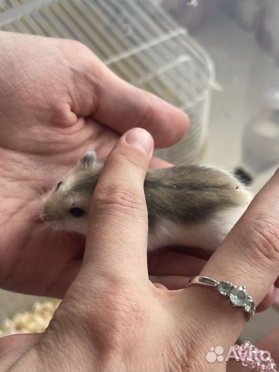 Джунгарский хомяк маленький