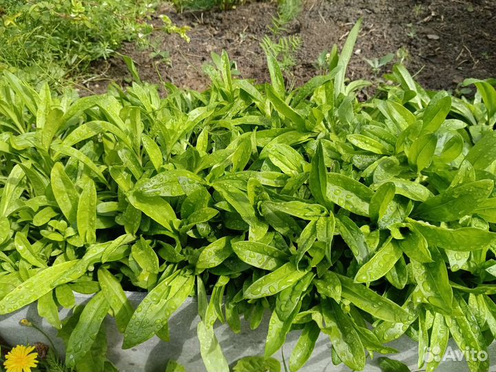 Турецкая гвоздика рассада