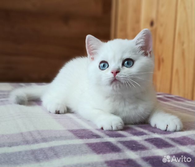 Британские золотистые и серебристые шиншиллы