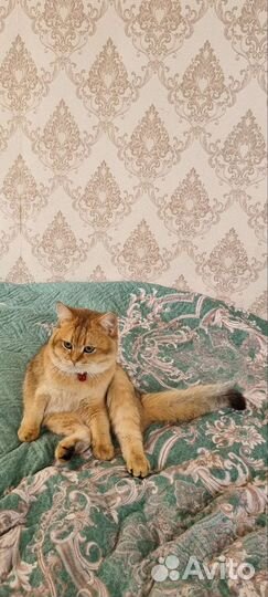 Британский кот вязка