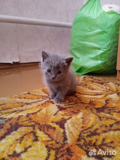 Британские котята