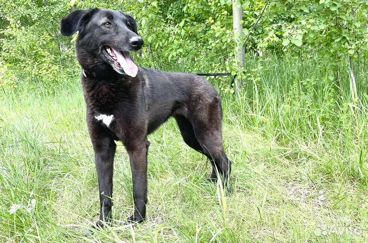 Собаку отдали в приют, спасите ее