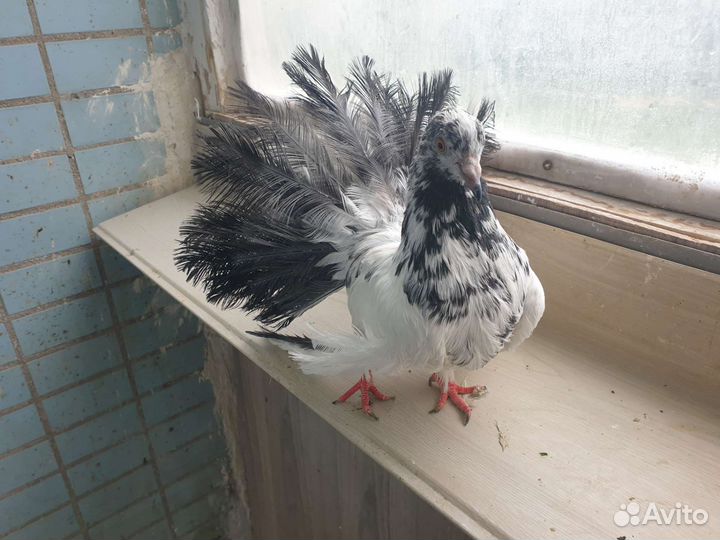 Голуби павлины шелковый