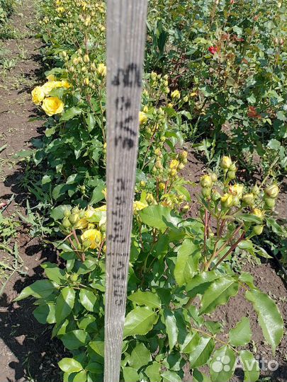 Саженцы роз