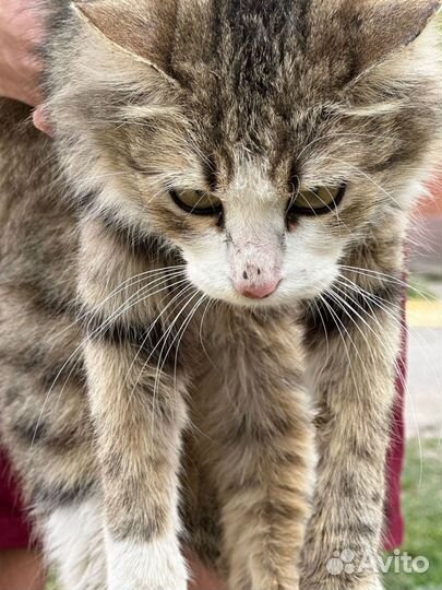 Кошечка Соня