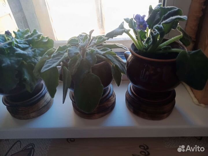 Фиалка в горшках