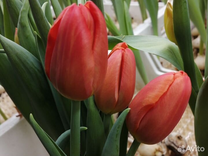 Тюльпаны к 8 марта оптом из собственной теплицы