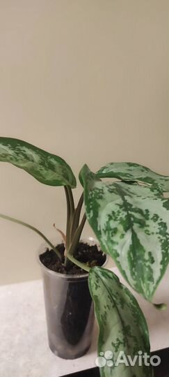 Аглаонема сильвер бей