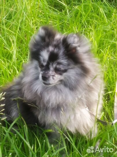 Кобель для вязки