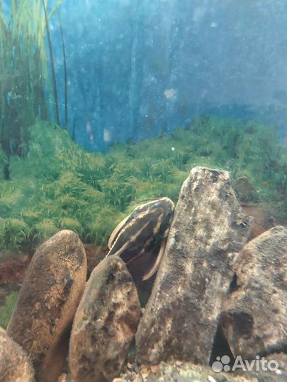 Украшение для аквариума