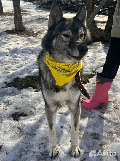 Гром из приюта ищет дом