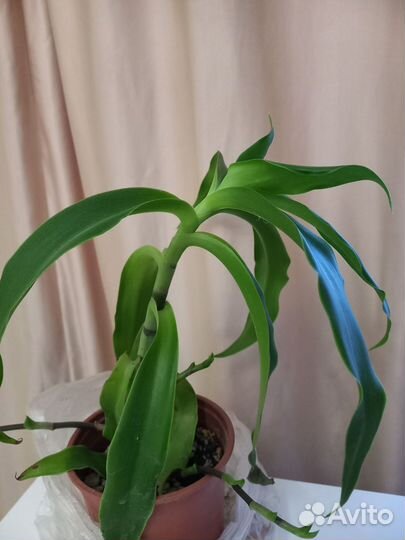 Растение золотой ус