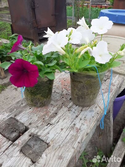 Продам петунию