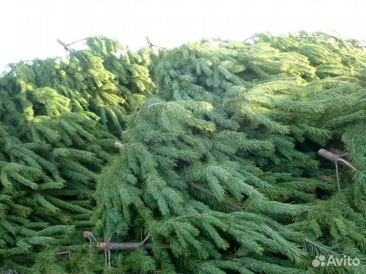 Сосна Рождественская