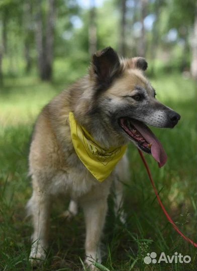 Собака в добрые руки