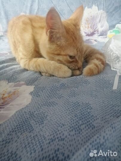 Котенок бесплатно