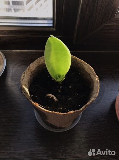 Ростки сансиверия