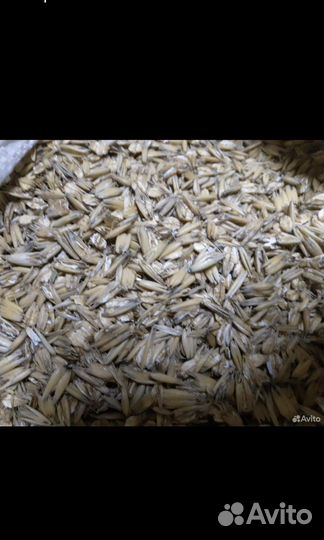 Плющенный овес