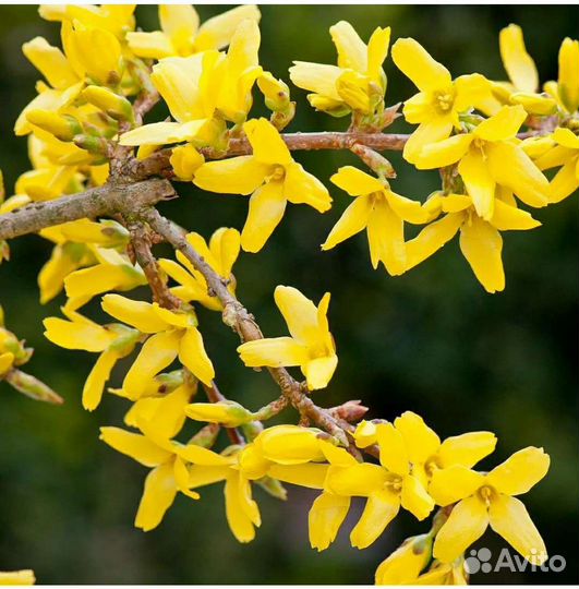 Лилейник, лук суворова, форзиция, ирис бородатый