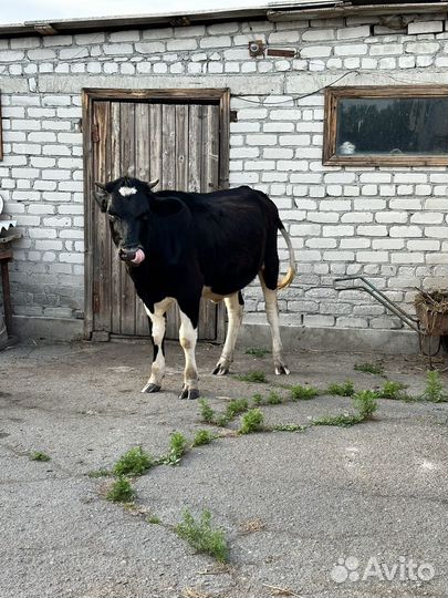 Корова стельная