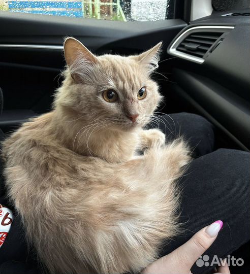 Отдам кота в добрые руки