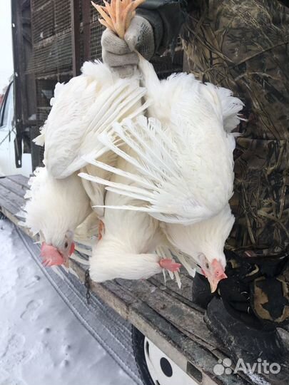 Леггорн, Супер Ник 5 мес